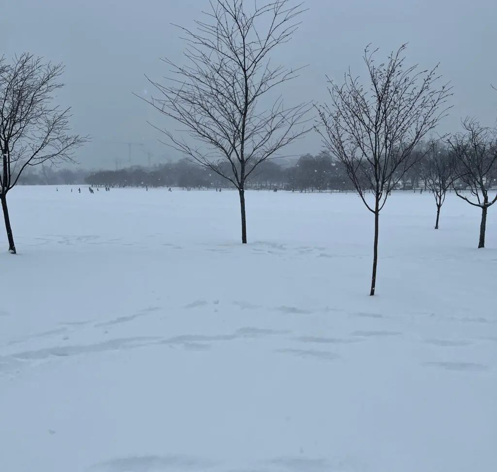 A group of trees in the middle of snow covered ground.