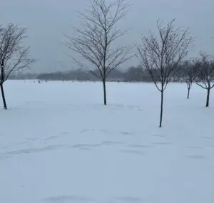 A group of trees in the middle of snow covered ground.