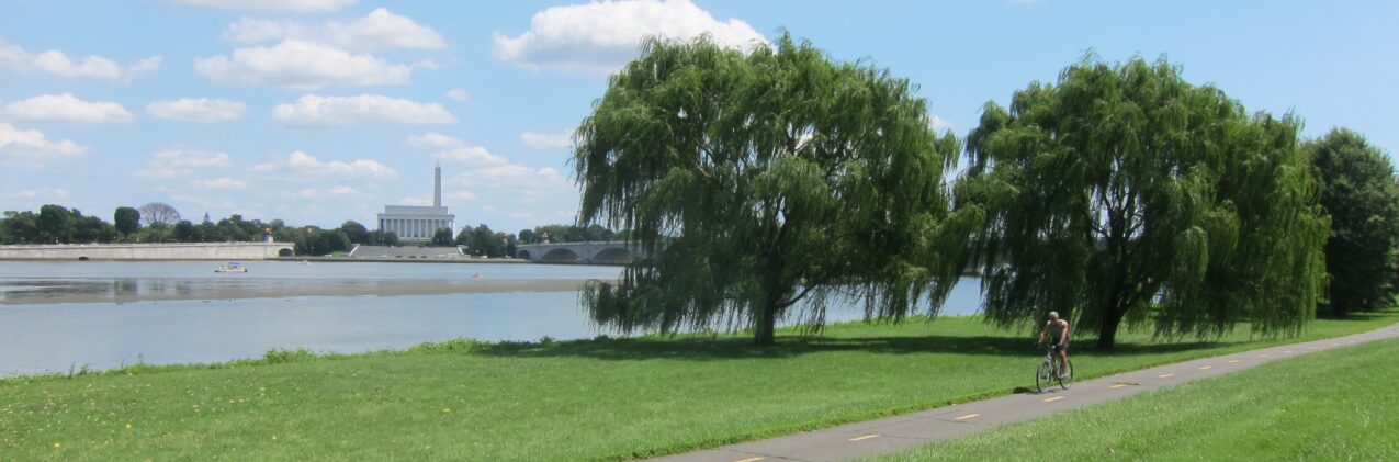 A large tree in the middle of a park.