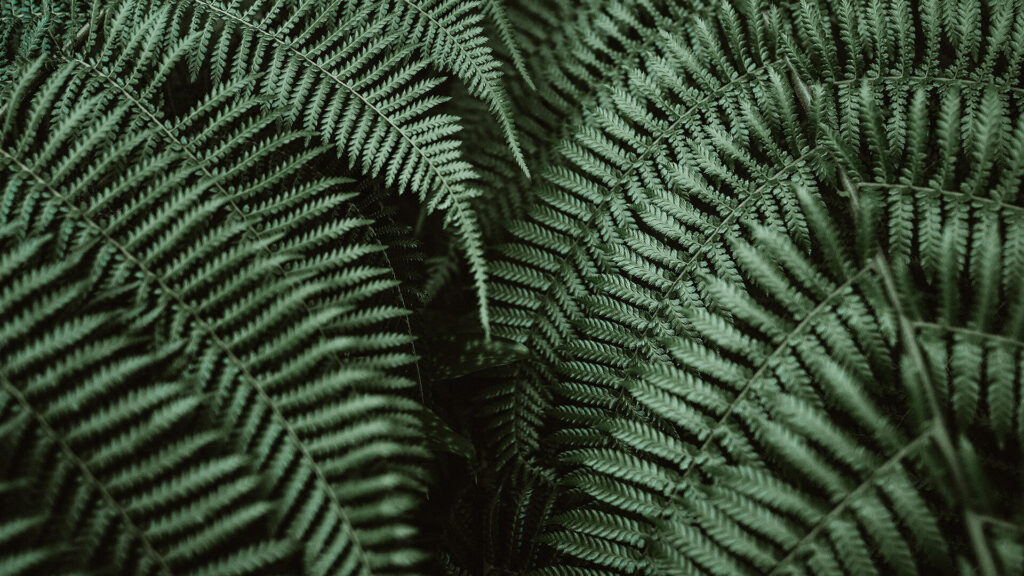 A close up of the leaves of a plant