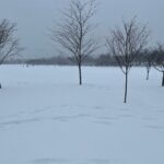 A group of trees in the middle of snow covered ground.